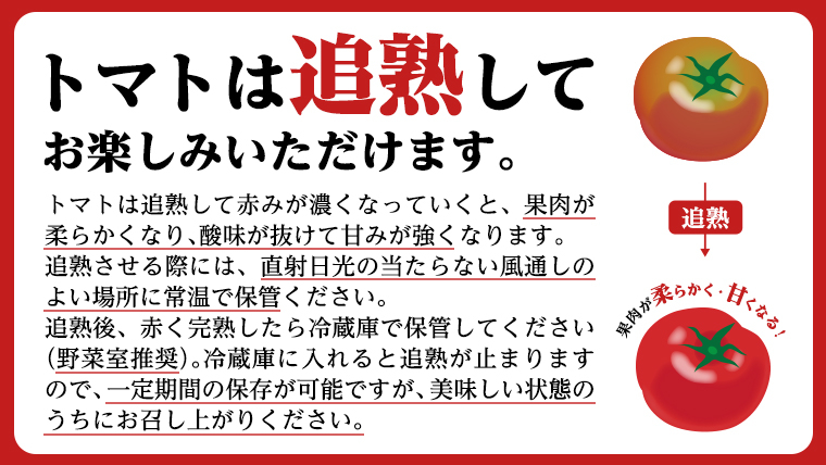 《 2027年 収穫分 》4～5月配送 スーパーフルーツトマト 中箱 約1.2kg × 2箱  (12～18玉/1箱) 糖度9度以上 先行予約 茨城県 桜川市 KEK 国産 トマト フルーツトマト ブランドトマト 野菜 ギフト 贈答 青空レストラン アド街ック天国 グッドモーニング 黄金のワンスプーン 昼めし旅 [BC014sa0405]