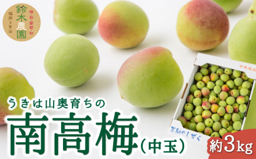 【先行予約】鈴木農園 うきは山奥育ちの南高梅 (中玉) 約3kg 2025年6月上旬から6月中旬 出荷予定