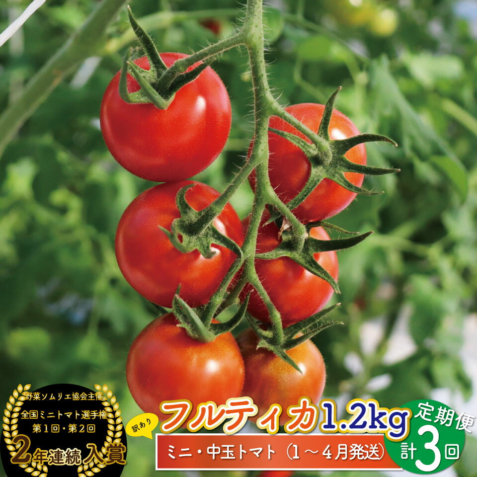 【ふるさと納税】フルティカトマト ＜約1.2kg×3回 定期便 訳あり＞【常温】ミニトマト フルーツトマト 送料無料 ワケあり 規格外品アイメック 第1回全国ミニトマト選手権入賞 高知県 ましまファーム ＜2026年1月頃より順次発送＞【1月～4月頃発送】