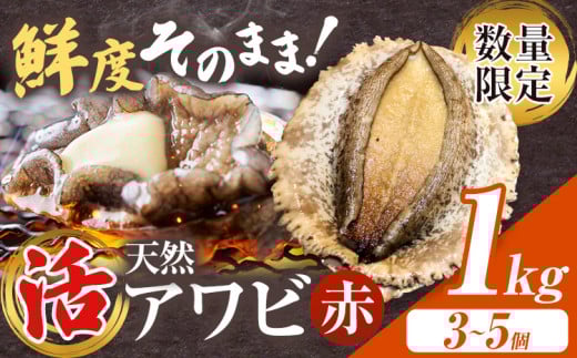 【数量限定】天然『活』アワビ (赤) 1kg ( 3～5個 )《7月中旬-9月上旬頃出荷》 寺田水産 【配送不可地域：離島・北海道・沖縄県・東北・中国・四国・九州】 千葉県 勝浦市 海産物 鮑 あわび 刺身