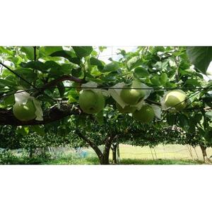 2025年発送先行受付 周郷梨園のやちよ100年梨(10kg)【1493889】