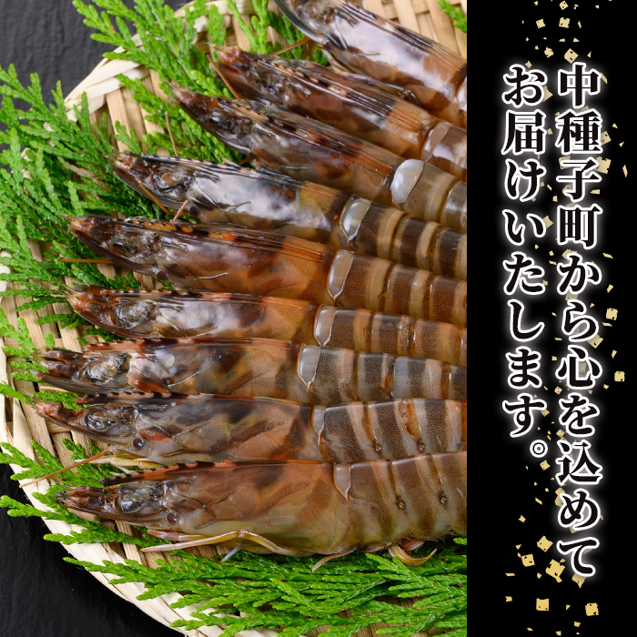 n430 鹿児島県産！活き〆冷凍車海老(LLサイズ・計約600g) 化粧箱入り！ くるまえび 海老 海鮮 海産物 国産 九州産 急速冷凍 ギフト 車海老 真空パック 養殖 冷凍 【車海老日本株式会社】