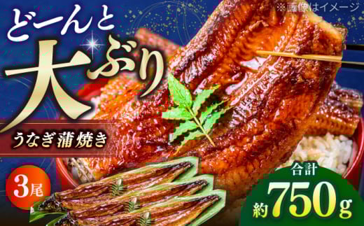 高知産 うなぎ 蒲焼き 3尾入（約250g×3尾） / 国産 うなぎ 鰻 ウナギ 蒲焼 味付き 【池澤本店】 [ATAU007]