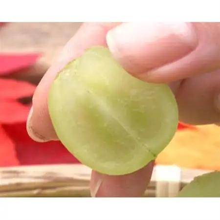 【2026年発送】牧丘天空の丘ブランド「シャインマスカット+キング巨峰」約1kg【配送不可地域：離島】【1585060】