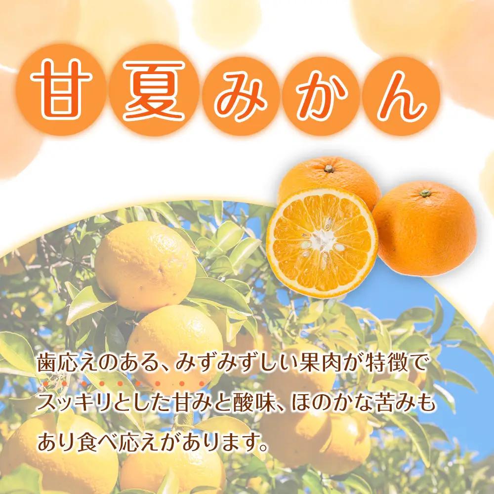 家庭用 森本農園の手選別 甘夏みかん 約10kg 和歌山県産 サイズ混合 ［北海道・沖縄・離島配送不可］［2027年4月上旬から順次発送］［RN72］