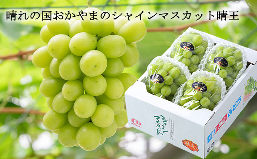 ご家庭用 シャインマスカット 晴王 3～6房 計約1.5kg