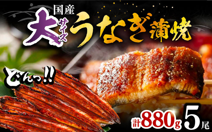 
福岡県産 うなぎ 蒲焼 大5尾 合計 880 g（1尾あたり 160g以上）《豊前市》【福岡養鰻】 国産 鰻 蒲焼き [VAD004]
