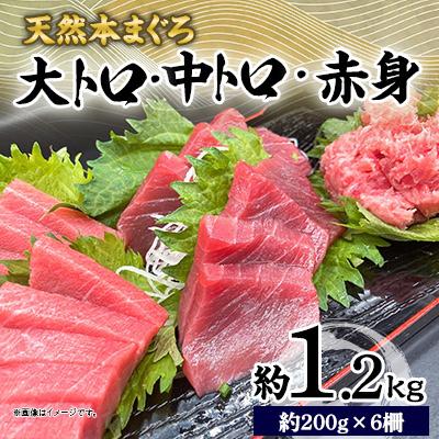 ふるさと納税 横須賀市 天然 本まぐろ 大トロ・中トロ・赤身(約200g×6柵)約1200g 冷凍