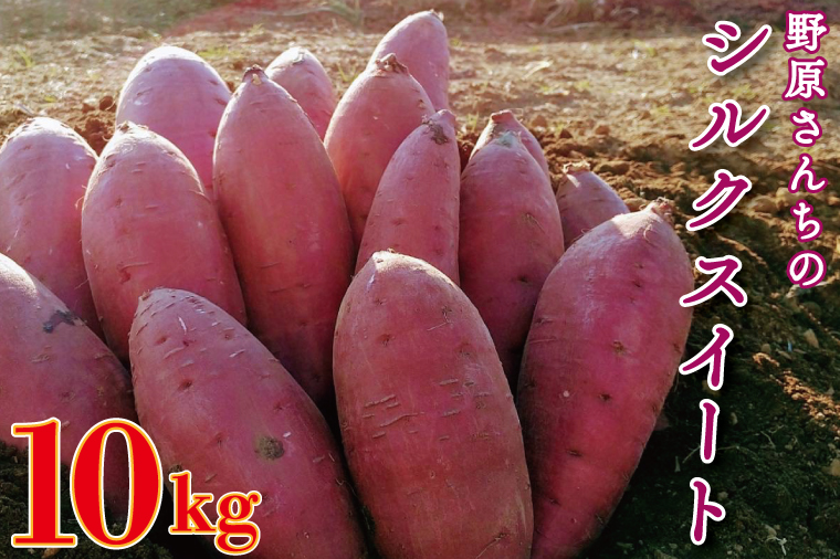 【2026年1月中旬より順次発送】野原さんちのシルクスイート 約10kg｜芋 さつまいも サツマイモ お芋 いも シルクスイート 期間限定 先行予約 茨城県 行方市(EL-4)