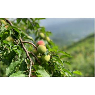 ふるさと納税 田辺市 【先行予約】中山農園の南高梅　青梅1kg ※2026年5月下旬から順次発送【nak016-1】 |  | 01