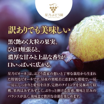 先行受付【訳あり】星乃ピオーネ 3房～5房(2kg以上)【配送不可地域：離島・北海道・沖縄県】