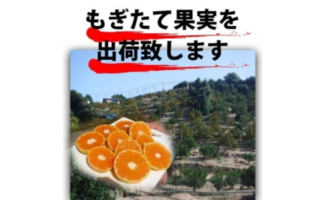 【有田川町】バレンシアオレンジ 2kg バレンシア バレンシャ 和歌山 ブランド 有田みかん ご家庭用  CE025_イメージ3