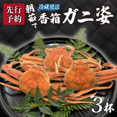 ふるさと納税 加賀市 【冷蔵発送】朝茹で香箱ガニ(ズワイガニのメス)姿3杯セット　2025年11月上旬以降発送