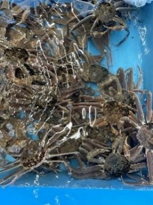 【22014】鳥取県網代産 松葉がに（ブランドタグ付き）500g以上（生）※お届けは2026年11月中旬～