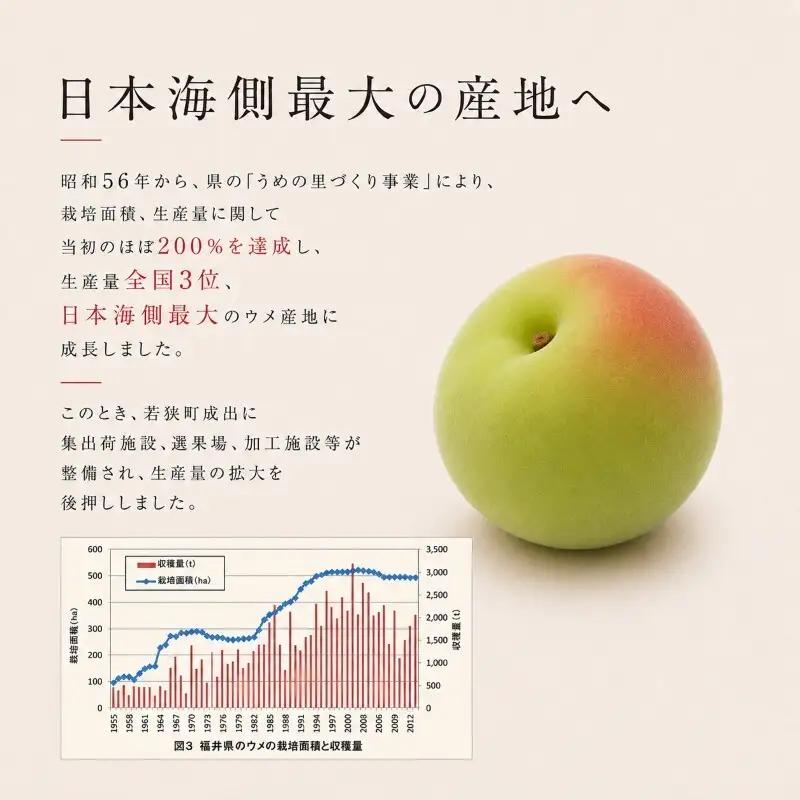 梅干し 訳あり 大入り 130g 6袋 合計780g 梅干し