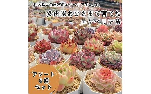 
【多肉植物】エケベリア苗アソート6個セット
