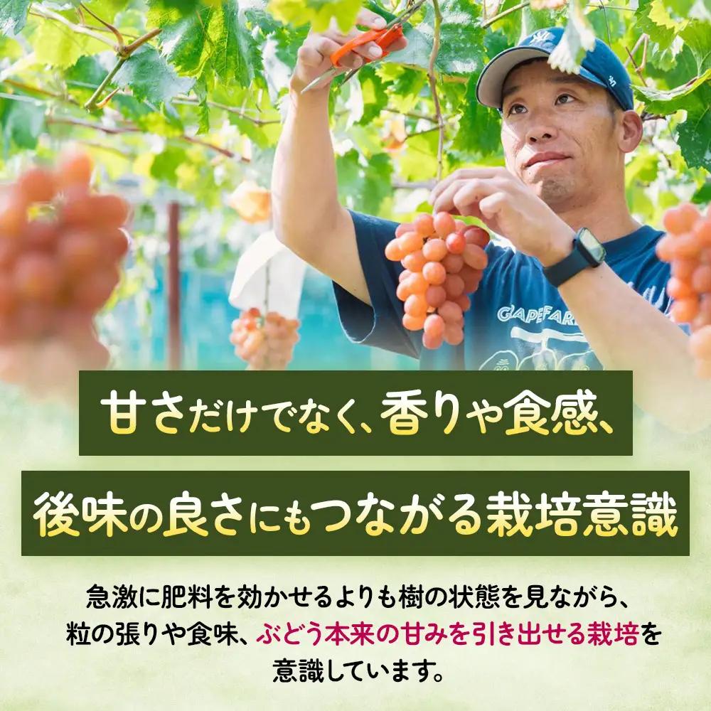 旬の彩り 粒ぶどう 詰め合わせ（約700g） 山梨県産ぶどう ぶどう