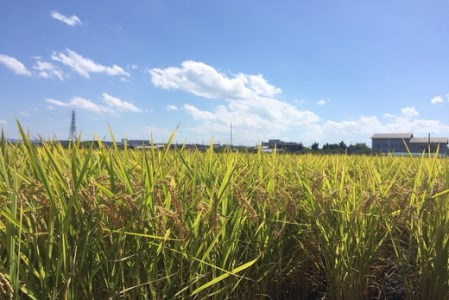 【新米】【令和7年産】環境こだわり米「みずかがみ」白米【10kg×1袋】【K074U1】