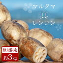 【ふるさと納税】マルタマ真レンコン 3kg 冷蔵便 野菜 17-AC (9月上旬～下旬発送予定)