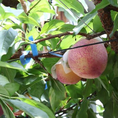 ふるさと納税 南アルプス市 ふるさと納税 2026年先行予約 貴陽 すもも 約1.5kg (8玉〜10玉程度) 南アルプス市産 |  | 01