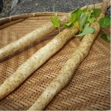 【先行予約】山薫る自然薯 カット品700g以上【配送不可地域：離島】【1475178】