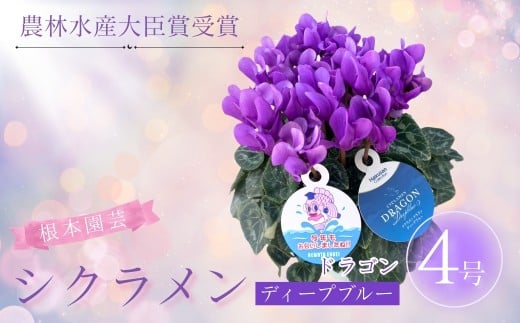 【先行予約】 シクラメン ドラゴン ディープブルー 4号鉢 | 花 お花 ガーデンシクラメン ブルー 青 4号 花ギフト フラワーギフト プレゼント 根本園芸