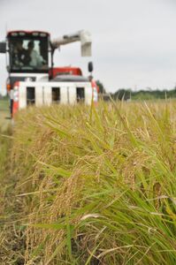 【定期便9回】匝瑳の舞　精米　10kg