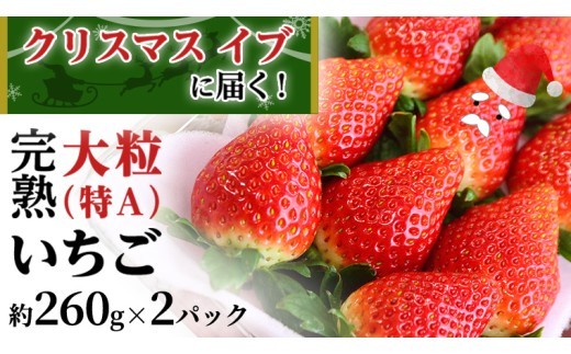 
                  【12/24 到着】 クリスマス イブ に届く 完熟 いちご 約260g×2パック 数量限定 完熟いちご やよいひめ かおり野 とちおとめ 国産 いちご イチゴ 苺 旬のいちご 贈り物 果物 フルーツ 茨城県産 KEK 年内 年末 [BC071sa]
                