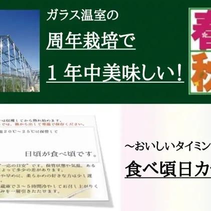 メロン 発送月選択 クラウン 白上級 2玉 果物 メロン 2026年8月発送