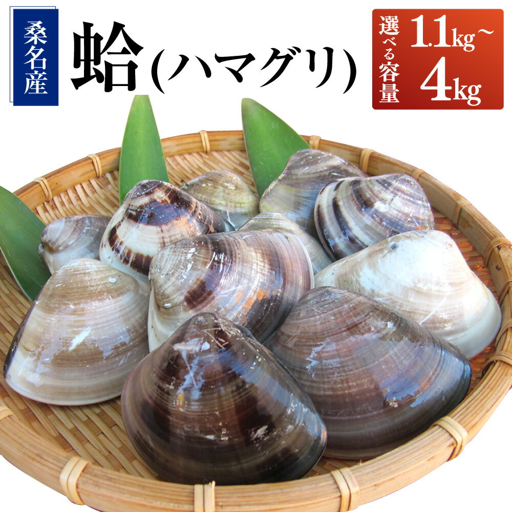 丸元水産　桑名産蛤(ハマグリ)3.0kg