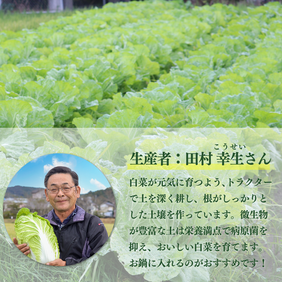＜2025年12月中にお届け＞ 事前予約受付中 ＜佐川町産 白菜 2株（約6kg）＞ 無双 高知 新鮮 野菜 お鍋 シチュー 
