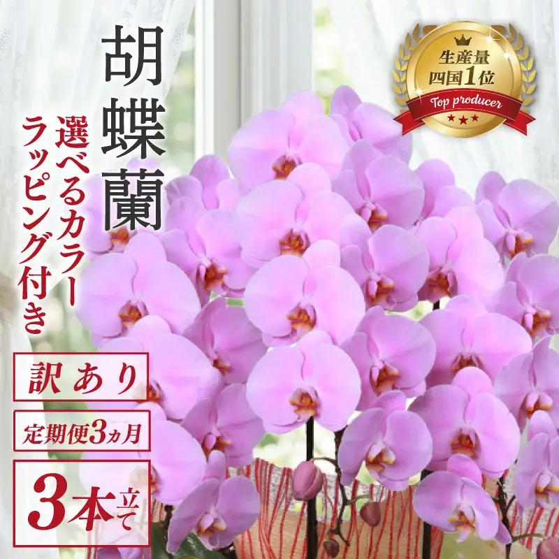 【定期便3ヶ月】 【訳あり】  胡蝶蘭 3本立て ピンク スタンダード 花