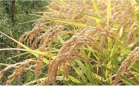 B7-7K101新潟県魚沼産（長岡川口地域）コシヒカリ10kg