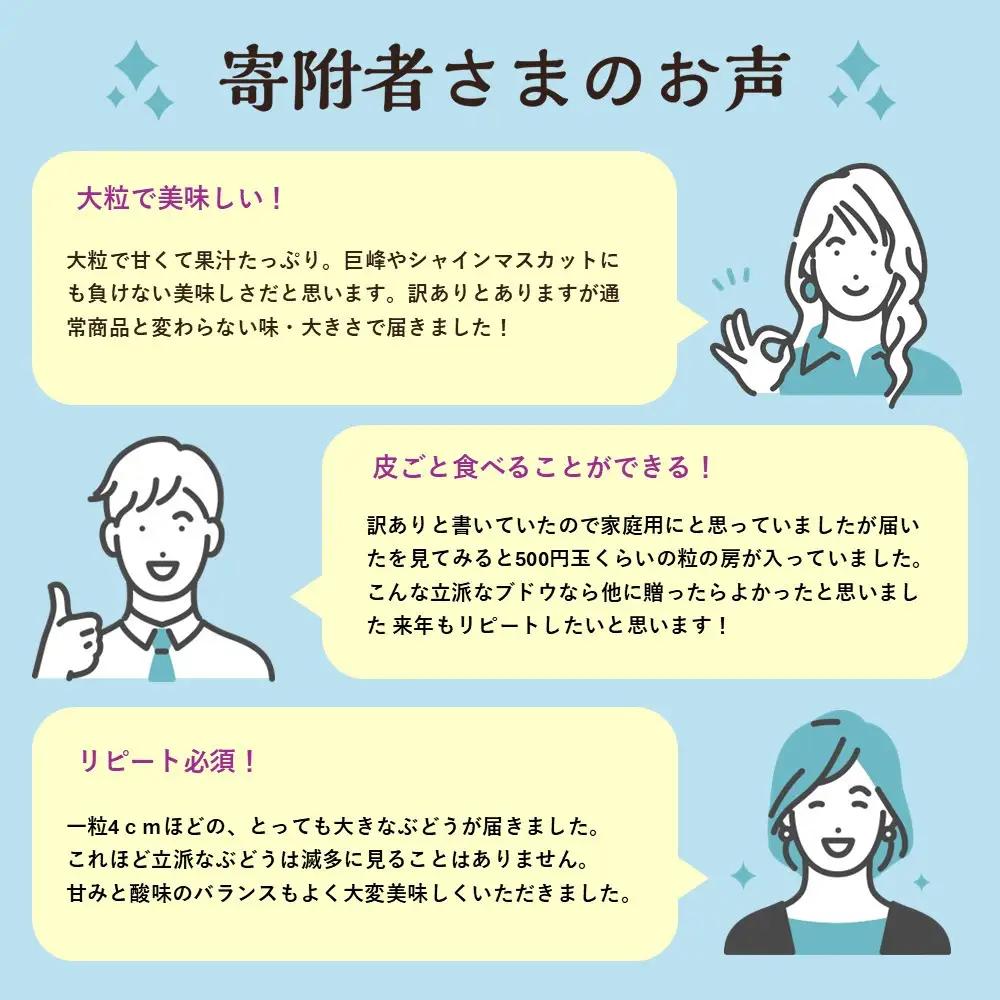 累計注文数1000件突破！2026　ナガノパープル　【訳あり粒抜け等】　房複数　約1kg弱　長野県産  【10月初旬頃～順次発送予定】国際特許有機肥料栽培