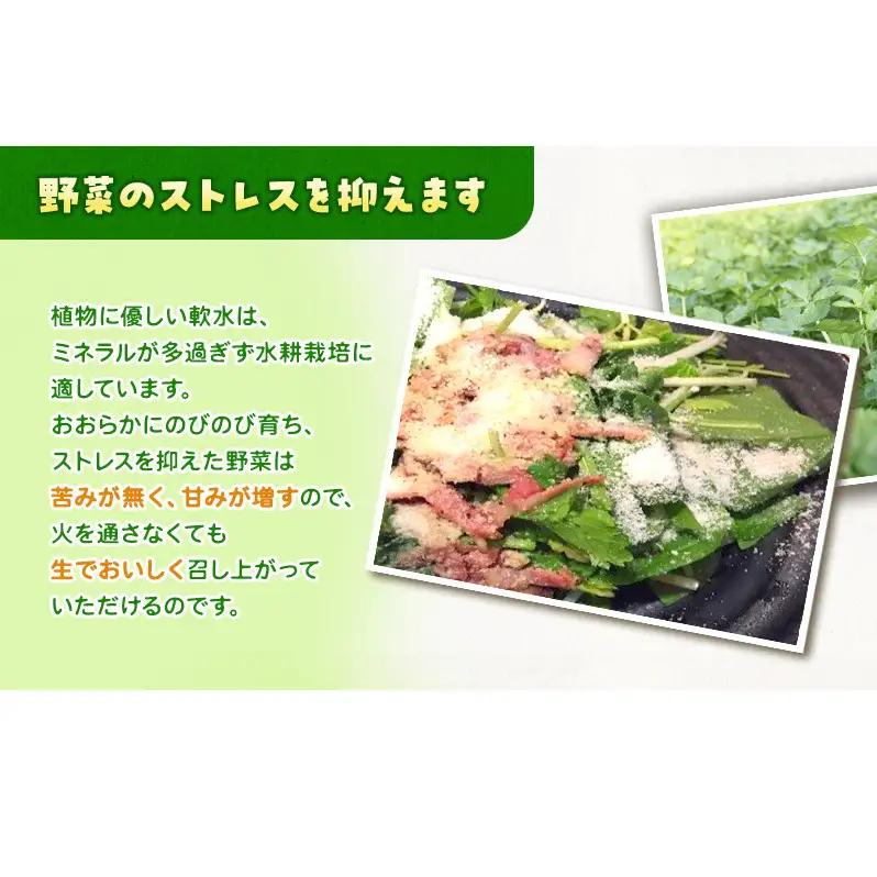 ホワイトミニセルリー 30袋入り 野菜 詰め合わせ セルリー セロリ ミニセロリ 新鮮 産地直送 業務用 大容量 まとめ買い 野菜セット ギフト 詰合せ 常備野菜