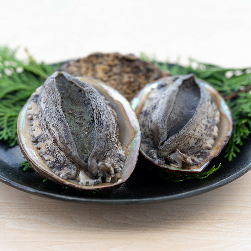 【ふるさと納税】【数量限定】活黒あわび（養殖） 約80g～90g×4枚 海鮮 魚介 魚介類 鮑 あわび 黒鮑 黒あわび 身厚 厳選 柔らかい アワビ 鮑 黒アワビ 国産 京都 丹後 京丹後 養殖 日本海 肉厚 養殖あわび コリコリ やわらか 刺身 活あわび 高級食材 送料無料