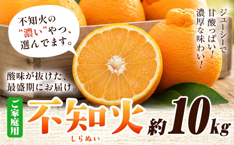 
                  プリッと濃厚 ご家庭用 不知火 約10kg+250g（傷み補償） 池田鹿蔵農園 @日高町 《2月上旬-3月末頃出荷》和歌山県 日高町 送料無料 しらぬい でこぽん 家庭用 訳あり 不知火 訳あり デコポン わけあり デコみかん デコポン と 同品種 みかん【配送不可地域あり】
                