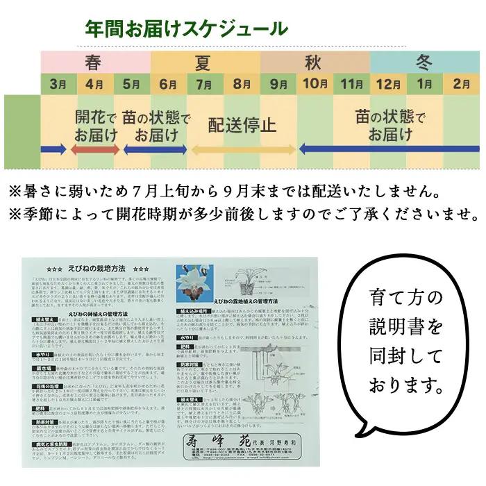 【個数限定】えびね蘭 4本～5本 Eコース 苗 鉢入り【00-045-05】