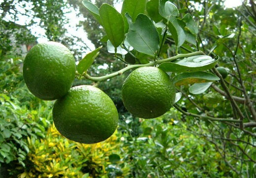 【ふるさと納税】【数量限定】花良治みかん(2kg)　農家直送【2025年10月から発送】