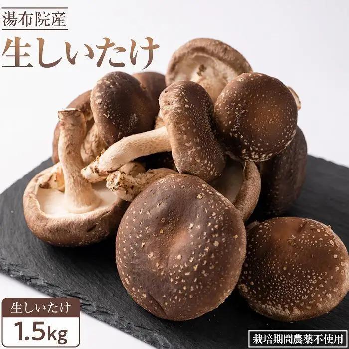 【全国銅賞受賞】湯布院産 生しいたけ  大きめ1.5kg｜栽培期間農薬不使用 | 生しいたけ