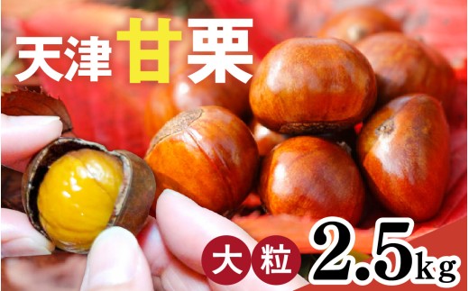 【先行予約】天津甘栗 2.5kg ※2026年10月下旬以降順次発送 / 甘栗 栗 兵庫 兵庫県 特選大粒栗 大粒 おやつ お菓子 スイーツ 栗好き 焼き栗 焼き マロン こだわり製法 新栗