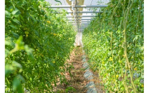 温度・水分量の管理が徹底されたトマトハウス