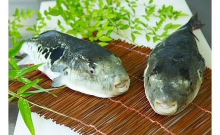 【淡路島3年とらふぐ】活てっさ（2～3人前）