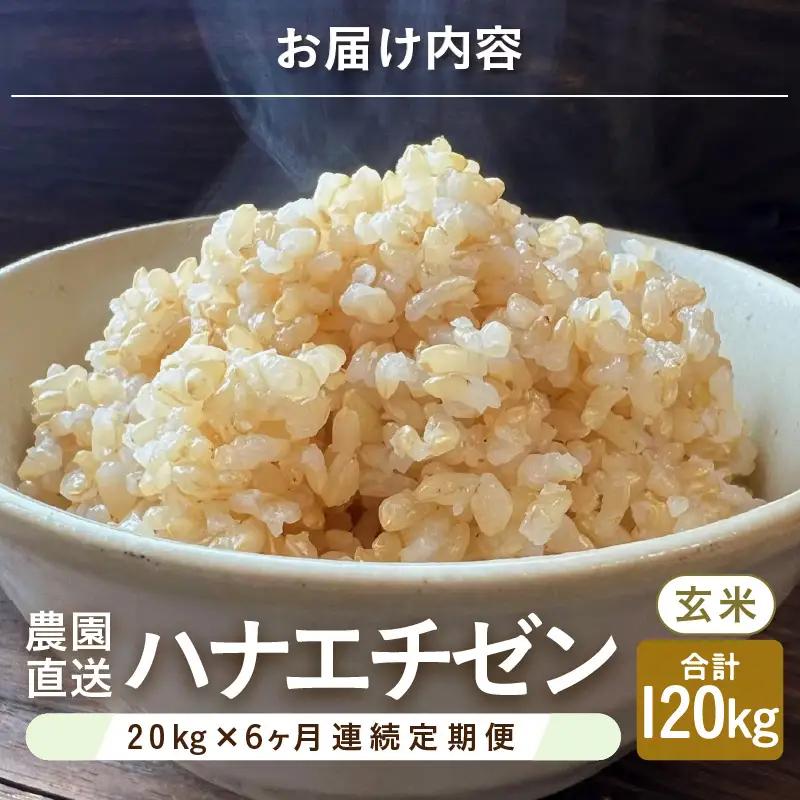 【先行予約】【令和8年産・新米】定期便 ≪6ヶ月連続お届け≫ ハナエチゼン20kg×6回 計120kg （玄米）【2026年9月上旬以降順次発送予定】 [O-8910_02]