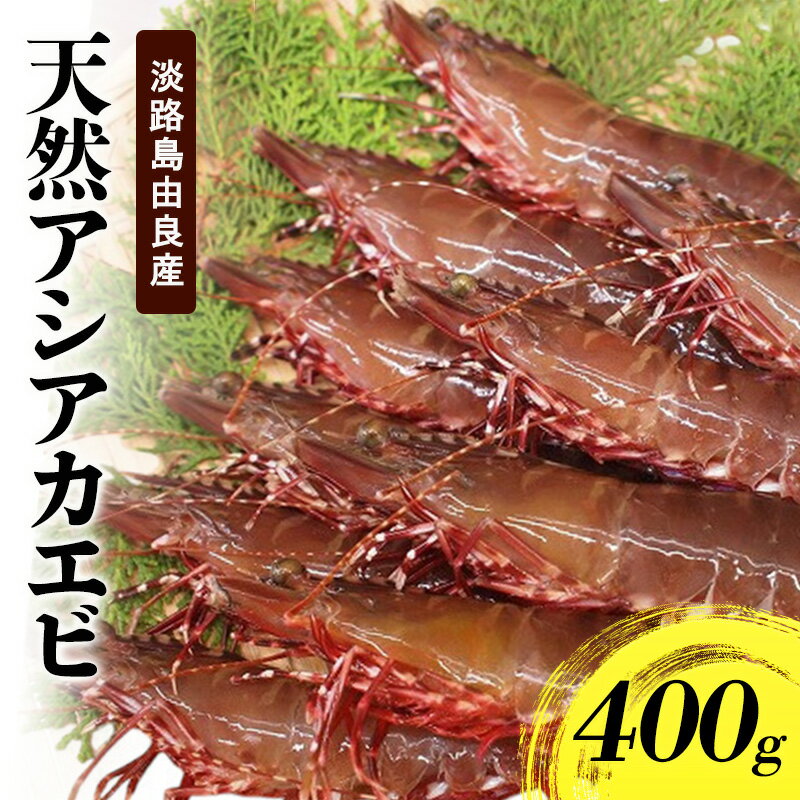 【ふるさと納税】天然 アシアカエビ 淡路島 由良産 氷〆 400g 10月～5月配送 えび 足赤エビ 天然えび 魚介 冷蔵配送 兵庫県 洲本市　お届け：10月～5月