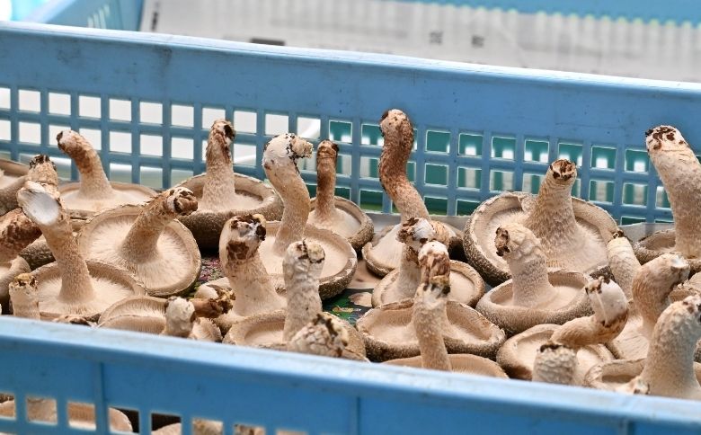 就労支援センター すまっしゅ 椎茸しょう油2本と肉厚生しいたけセット