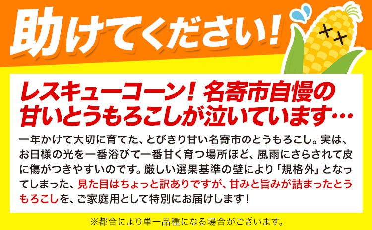 訳あり 極甘 ゴールドラッシュ ホワイト 混合 とうもろこし 10本 ～ 12本 北海道 名寄市産 朝採り 産地直送 生 で食べられる なよろ イエロー なよろ ホワイト コーンスープ 送料無料 おい