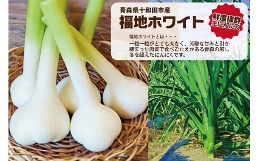《定期便4ヶ月》生にんにくで作った黒にんにく（熟成黒にんにく）黒丸300g 約1ヶ月分 [発酵食品 黒ニンニク 熟成 国産 福地ホワイト六片種 ニンニク]