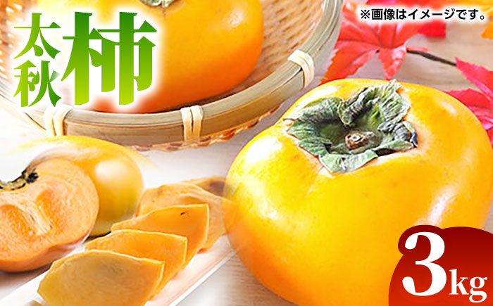 【先行予約】太秋 柿 約3kg【くまふる】 [ZBG075]