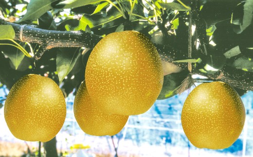 
                  【期間限定】鳥取県産 王秋梨 “赤秀” 5kg（6〜8玉入）
                